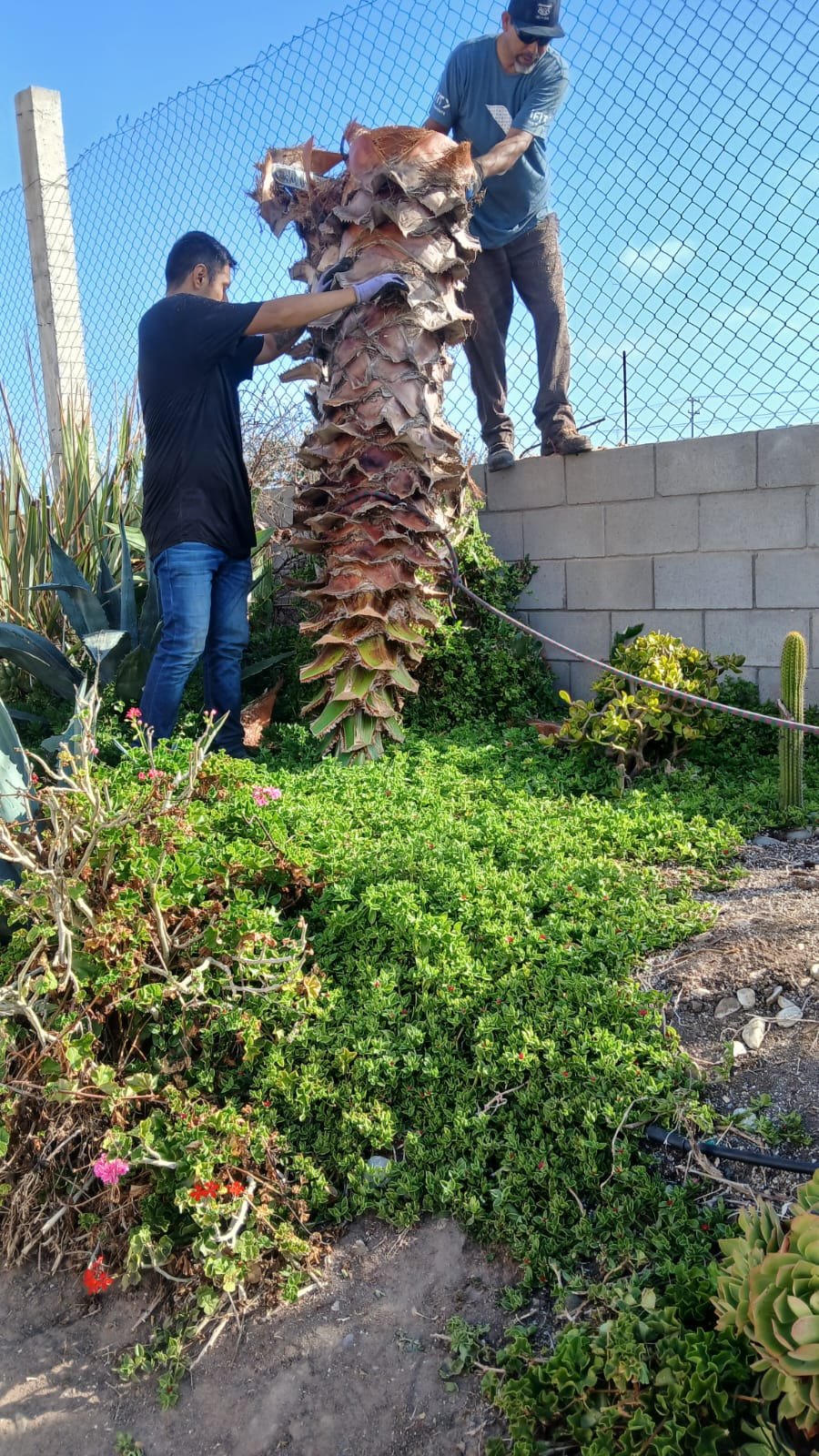 El tocón a ras de suelo donde estaba la segunda palmera